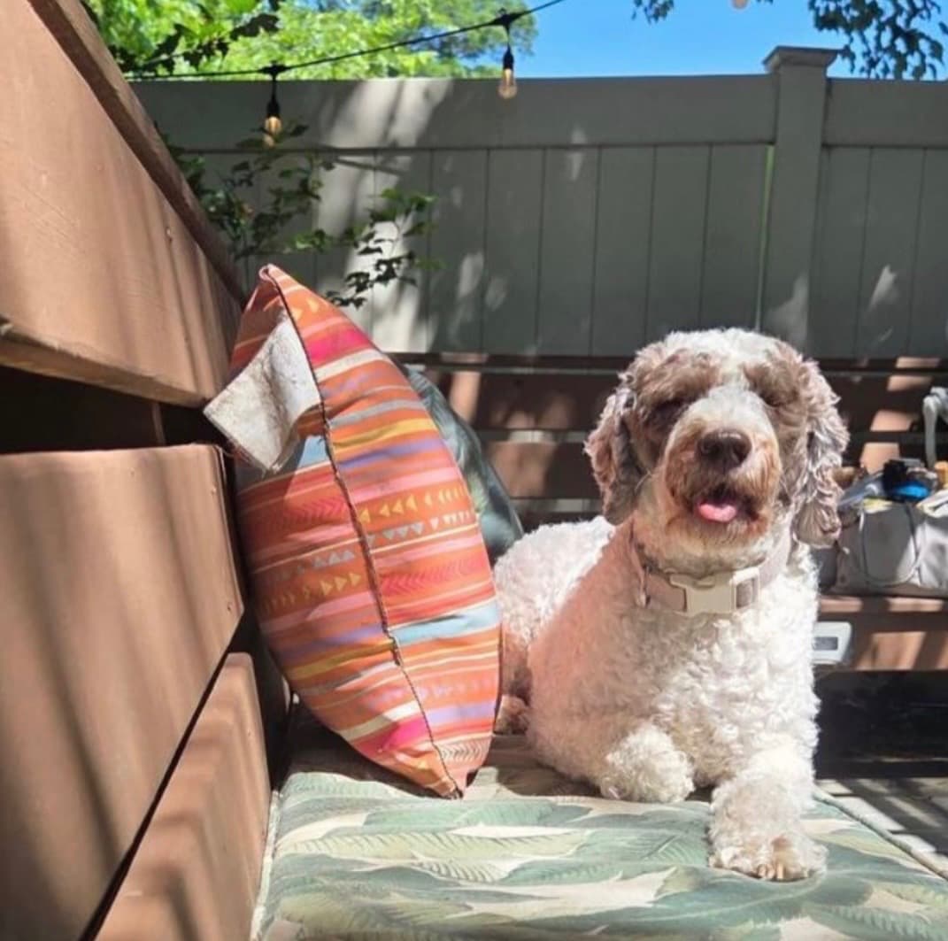 A curly-haired dog relaxing on a patio cushion at Camp Max