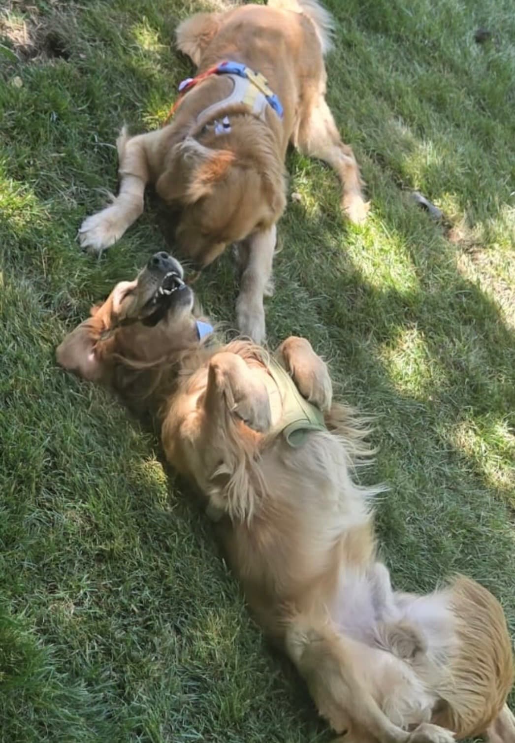 Two golden retrievers playing in the grass