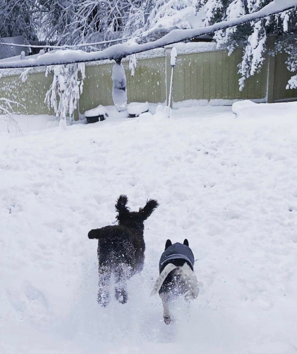 Two dogs running through fresh snow