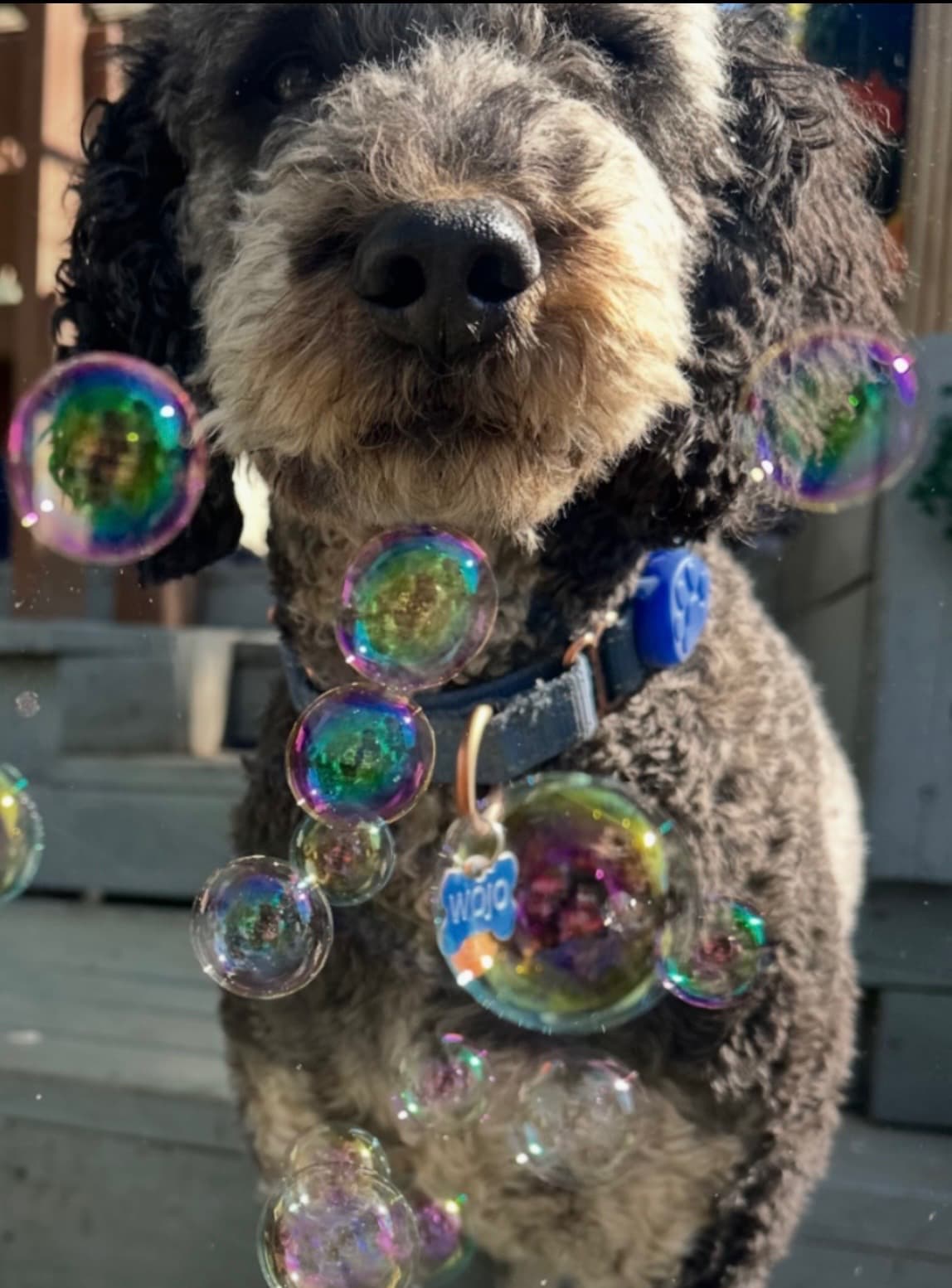 A shaggy dog surrounded by soap bubbles
