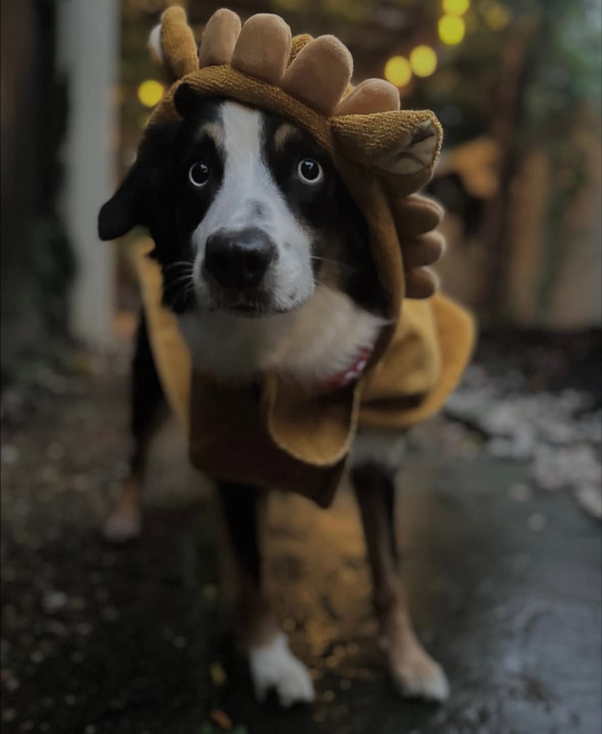 A border collie wearing a dinosaur costume