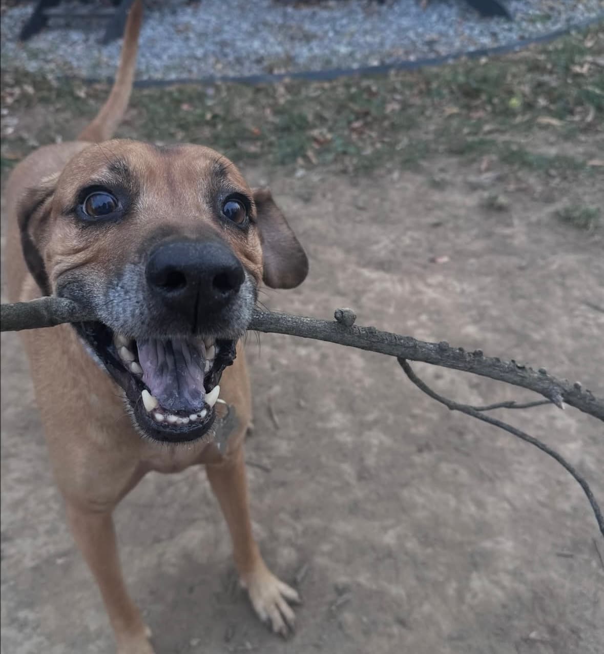 A dog proudly holding a stick