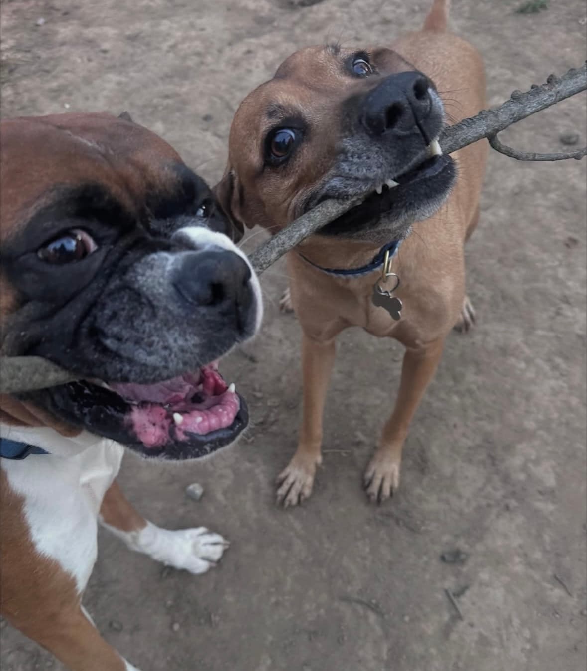 Two dogs playing tug of war with a stick