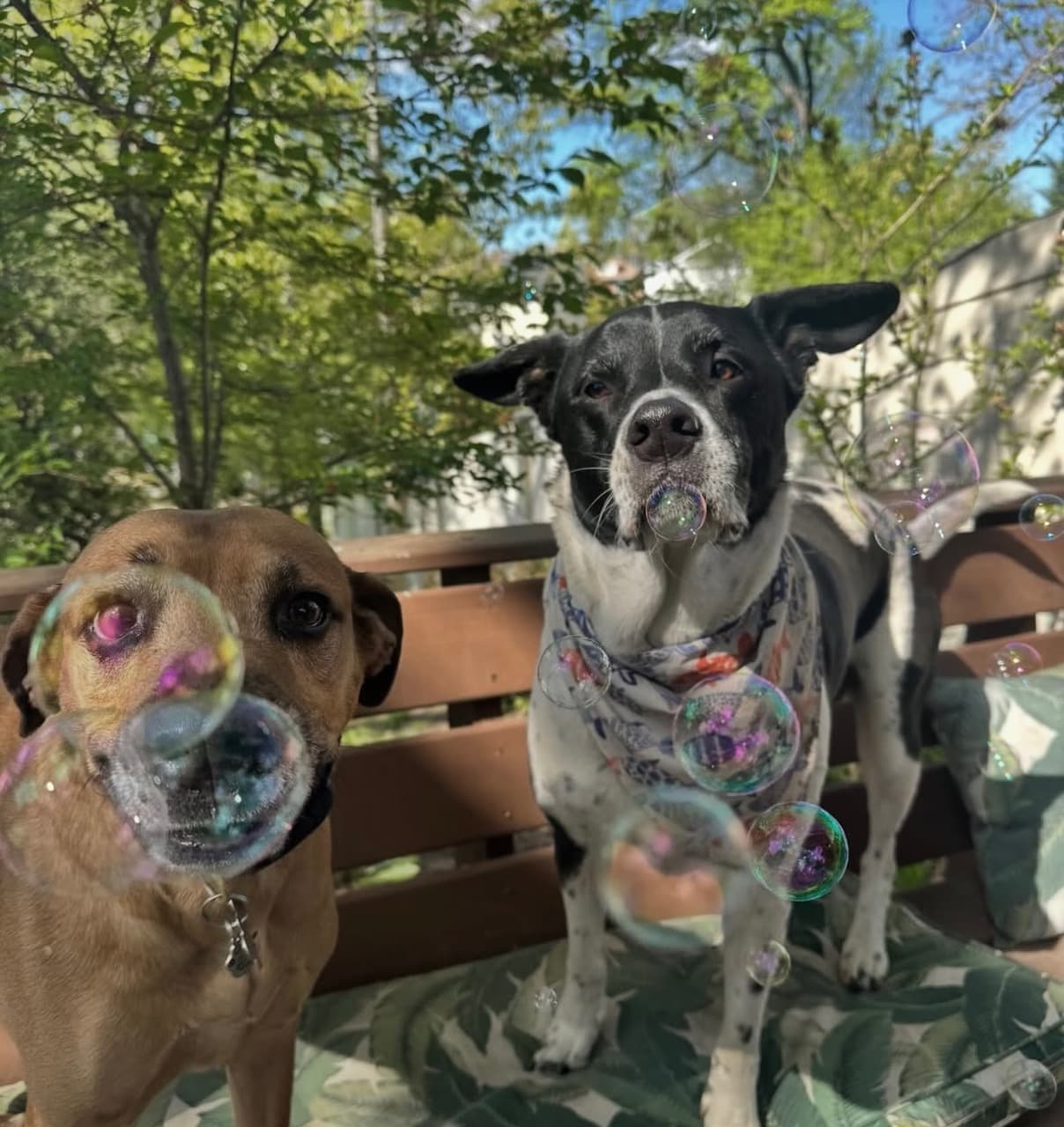 Two dogs on the deck surrounded by bubbles
