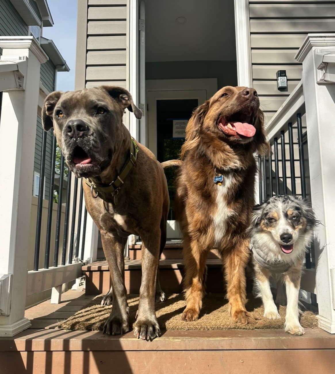 Happy dogs at Camp Max
